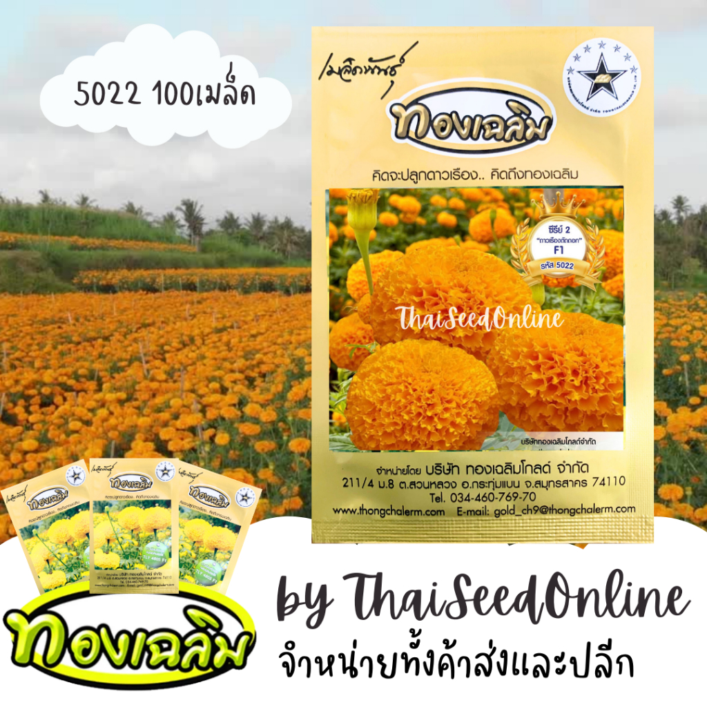 Thongchalerm(ทองเฉลิม) TC100S เมล็ดพันธุ์ ดาวเรืองตัดดอก ดาวเรืองทองเฉลิม 5022 100 เมล็ด Marigold Thongchalerm 5022 100Seeds