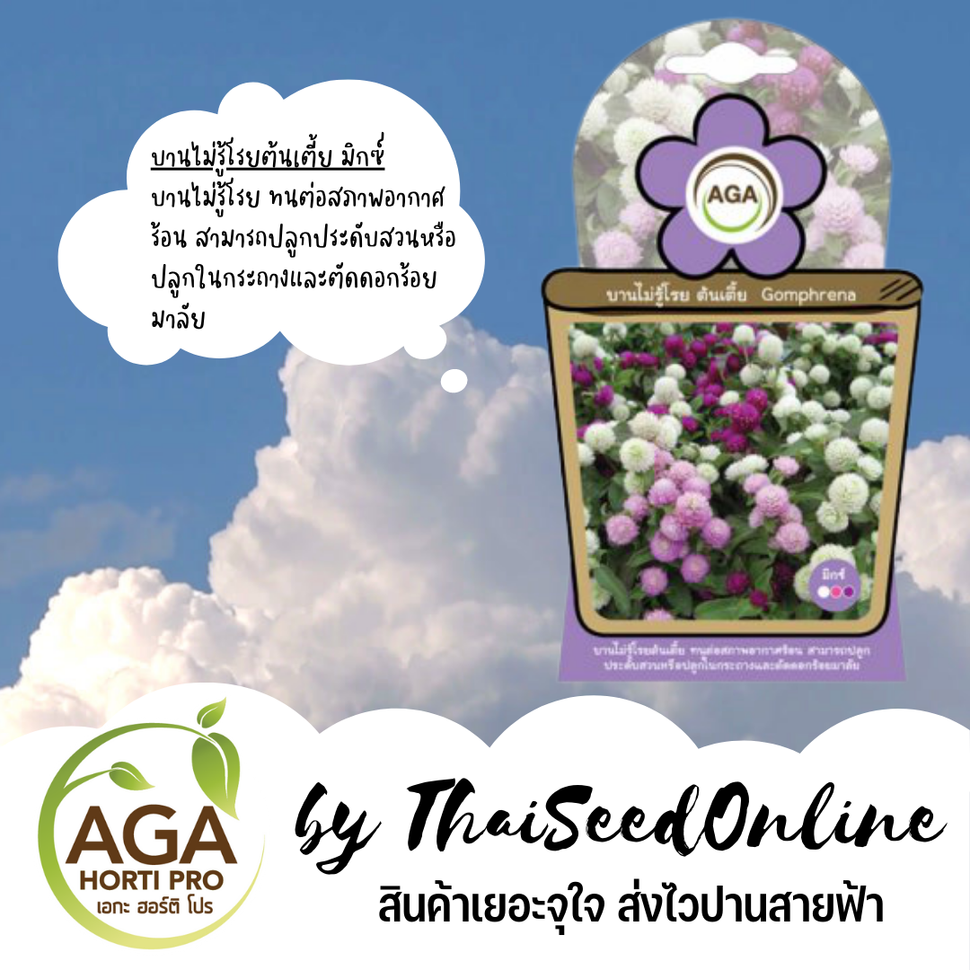 AGAFW เมล็ดพันธุ์ ซองเล็ก บานไม่รู้โรย ต้นเตี้ย (มิกซ์) ตราเอกะอะโกร AGA เมล็ดดอกไม้
