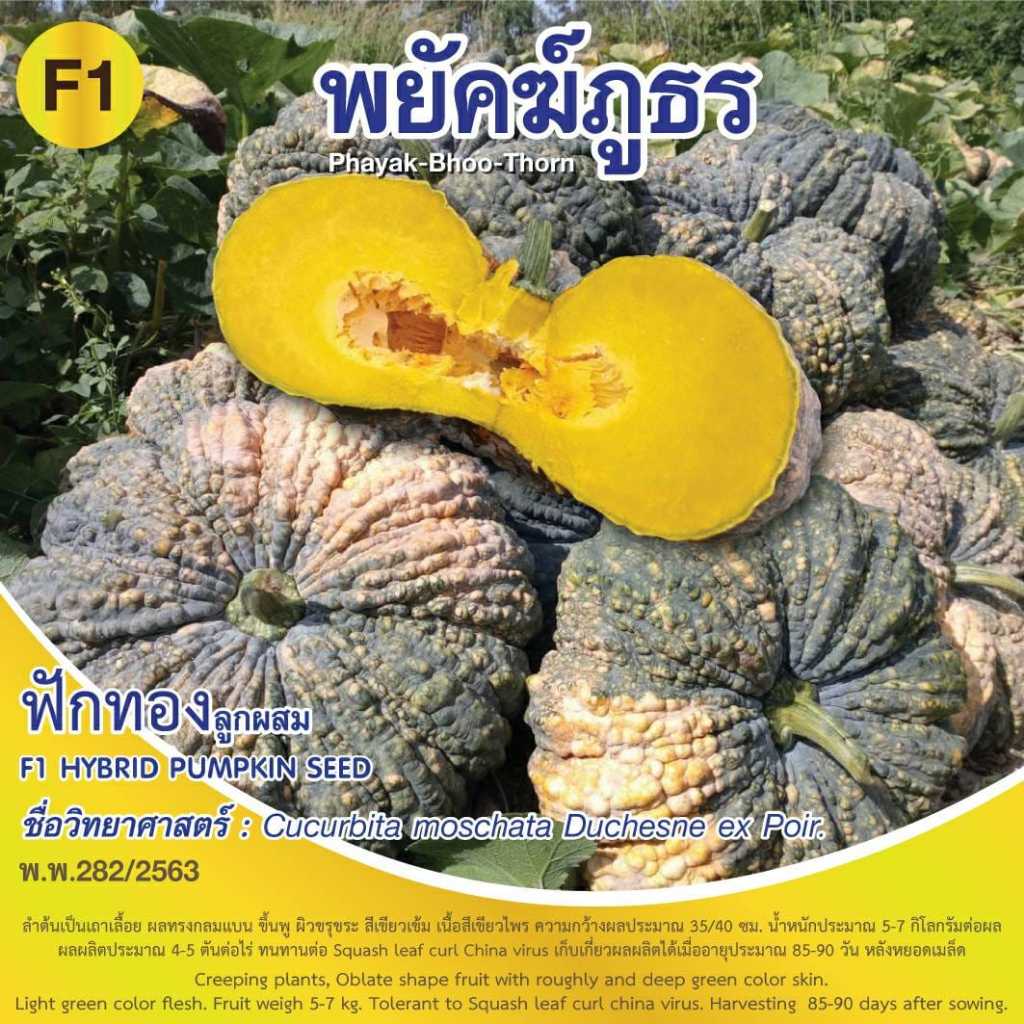 AGA Horti Pro(เอกะฮอร์ติโปร) ซฟ เมล็ดพันธุ์ ฟักทอง พยัคฆ์ภูธร ตรากบดำกบแดง Pumpkin
