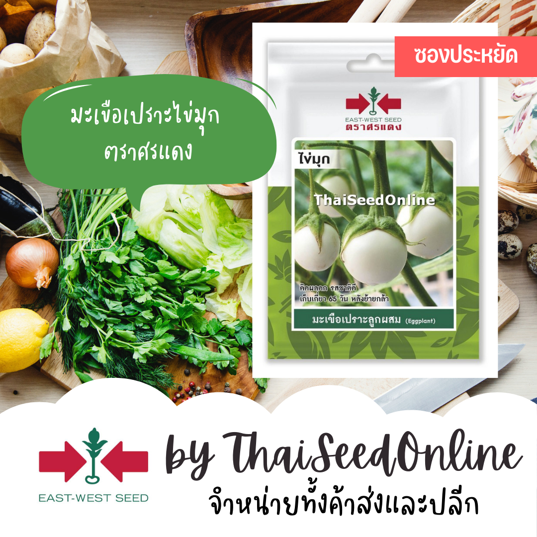 ศรแดง VP3 ซฟ เมล็ดพันธุ์ มะเขือเปราะลูกผสม ไข่มุก 60เมล็ด ตราศรแดง Eggplant