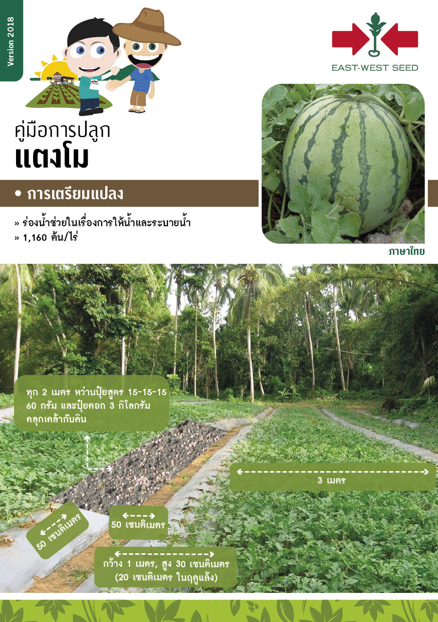 GGEW เมล็ดพันธุ์ซฟ แตงโมโกลเด้นสวีท80 35เมล็ด ตราศรแดง Watermelon
