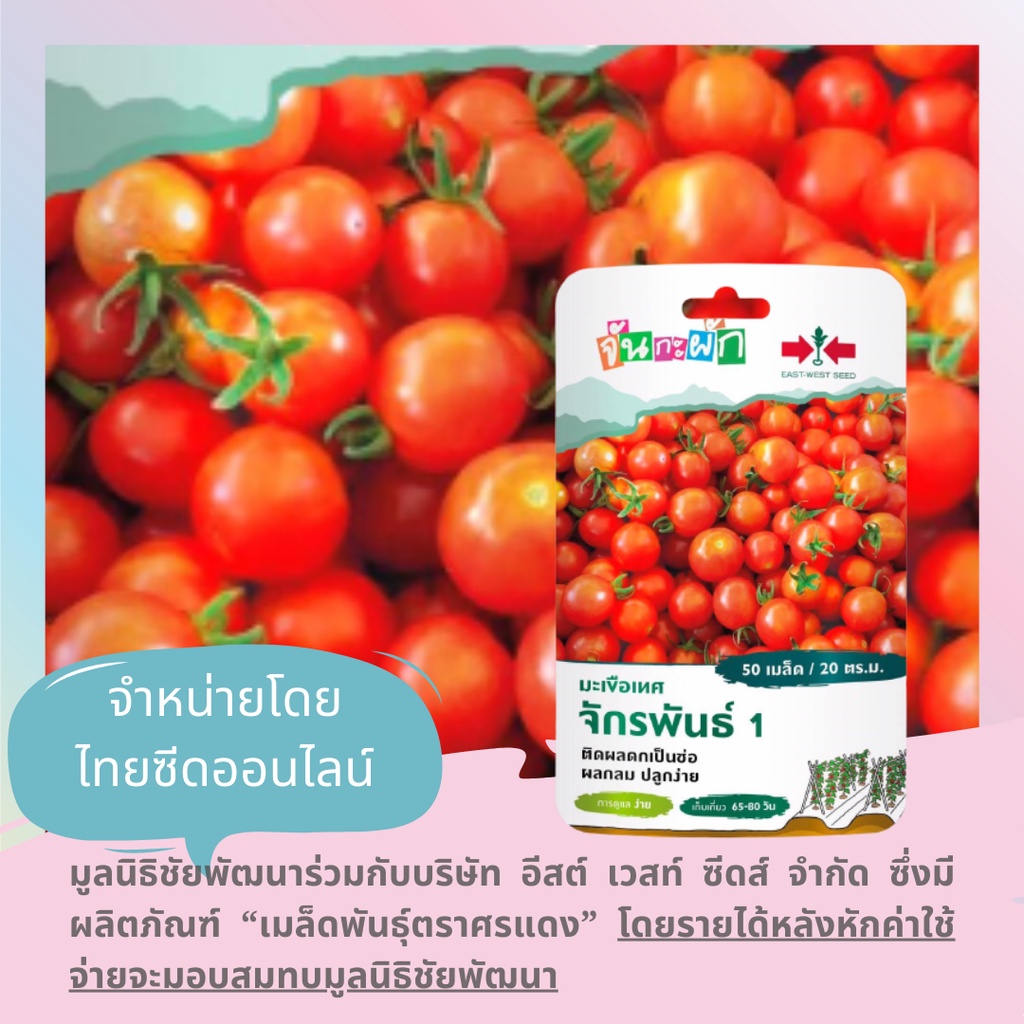 GGEW มะเขือเทศเชอร์รี่จักรพันธุ์1 50เมล็ด ตราศรแดง มะเขือราชินี ผลกลม เมล็ดพันธุ์พระราชทาน จันกะผัก Cherry Tomato
