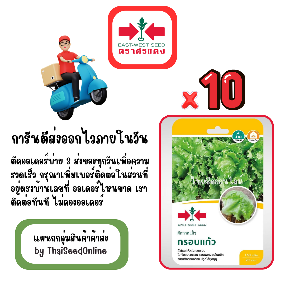 GGx10 เมล็ดผักซองศรแดง กรอบแก้ว ผักกาดแก้ว ผักกาดหอม สินค้ายกแพ็ค