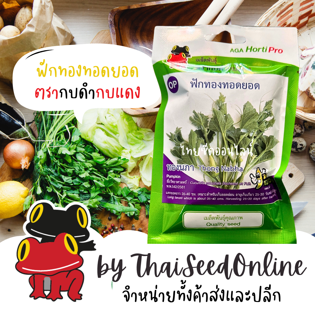 AGAHCOM เมล็ดพันธุ์ ยอดฟักทอง ฟักทองทอดยอด ทองนภา ตรากบดำกบแดง