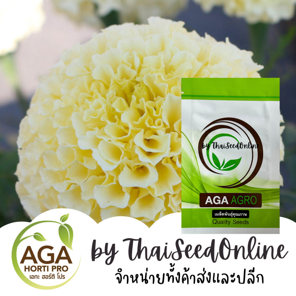 AGA Agro(เอกะ อะโกร) AGACOM เมล็ดพันธุ์ ดอกดาวเรืองสีขาววานิลลา 100 เมล็ด ตราเอกะอะโกร Vanilla Marigold Seeds
