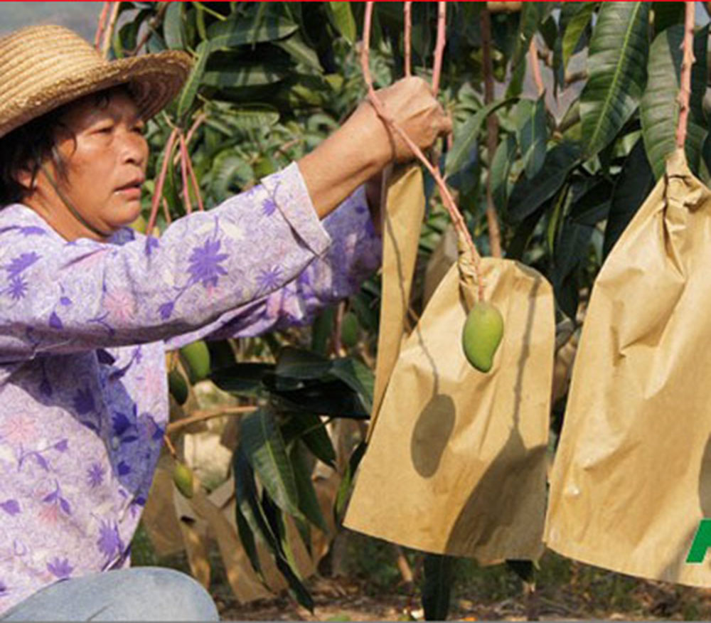 ถุงกระดาษห่อมะม่วง ถุงห่อมะม่วง ถุงกระดาษห่อผลไม้ ถุงคาร์บอน ถุงกระดาษเคลือบกันน้ำสองชั้น