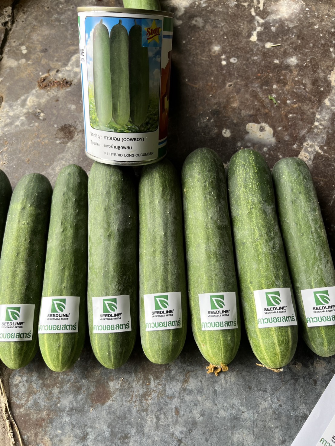 Seed Line(ซีดไลน์) ซอง10กรัม เมล็ดพันธุ์ แตงร้าน คาวบอย ตราซีดไลน์ NOBEL Cucumber