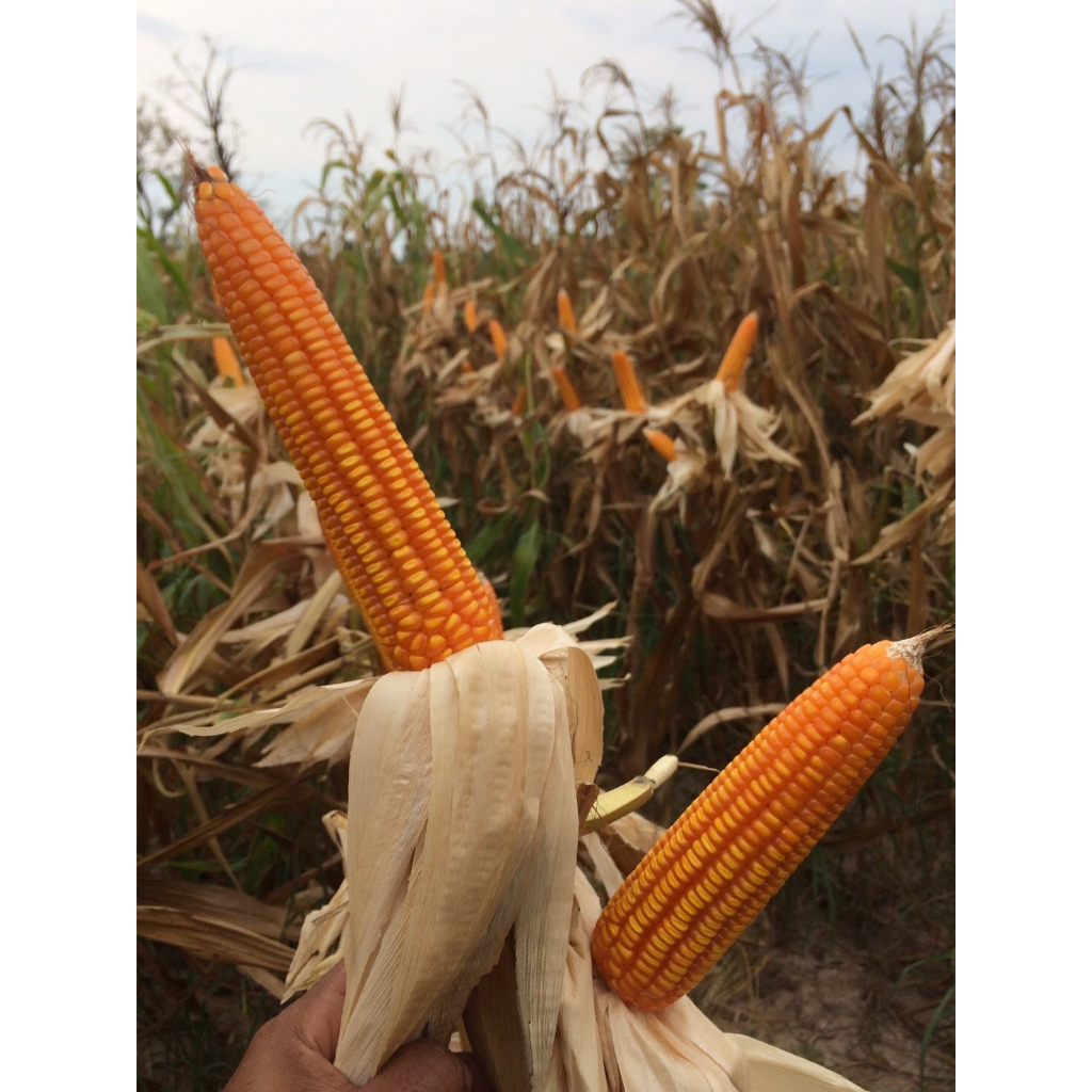 Advance Seeds(ตราตะวันต้นกล้า) เมล็ดพันธุ์ข้าวโพดเลี้ยงสัตว์ ข้าวโพดลูกผสม ลิเบอร์ตี้ 777 ถุง 1 กิโลกรัม