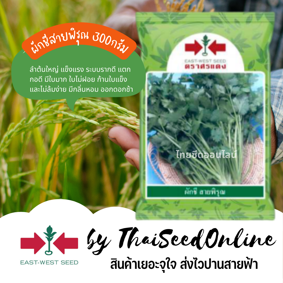 EWCOM เมล็ดพันธุ์ ผักชีสายพิรุณ 300 กรัม ตราศรแดง