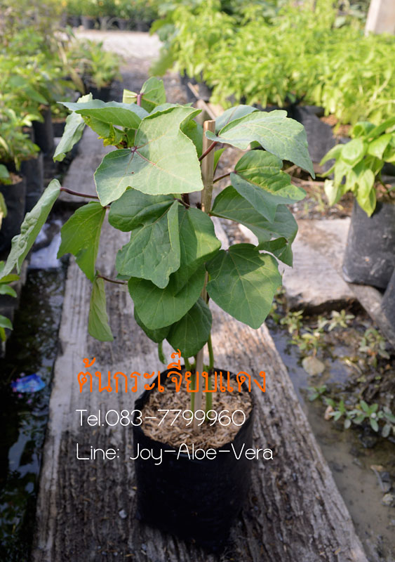 กระเจี๊ยบแดง (ต้นกล้า) ซื้อ 10แถม 1