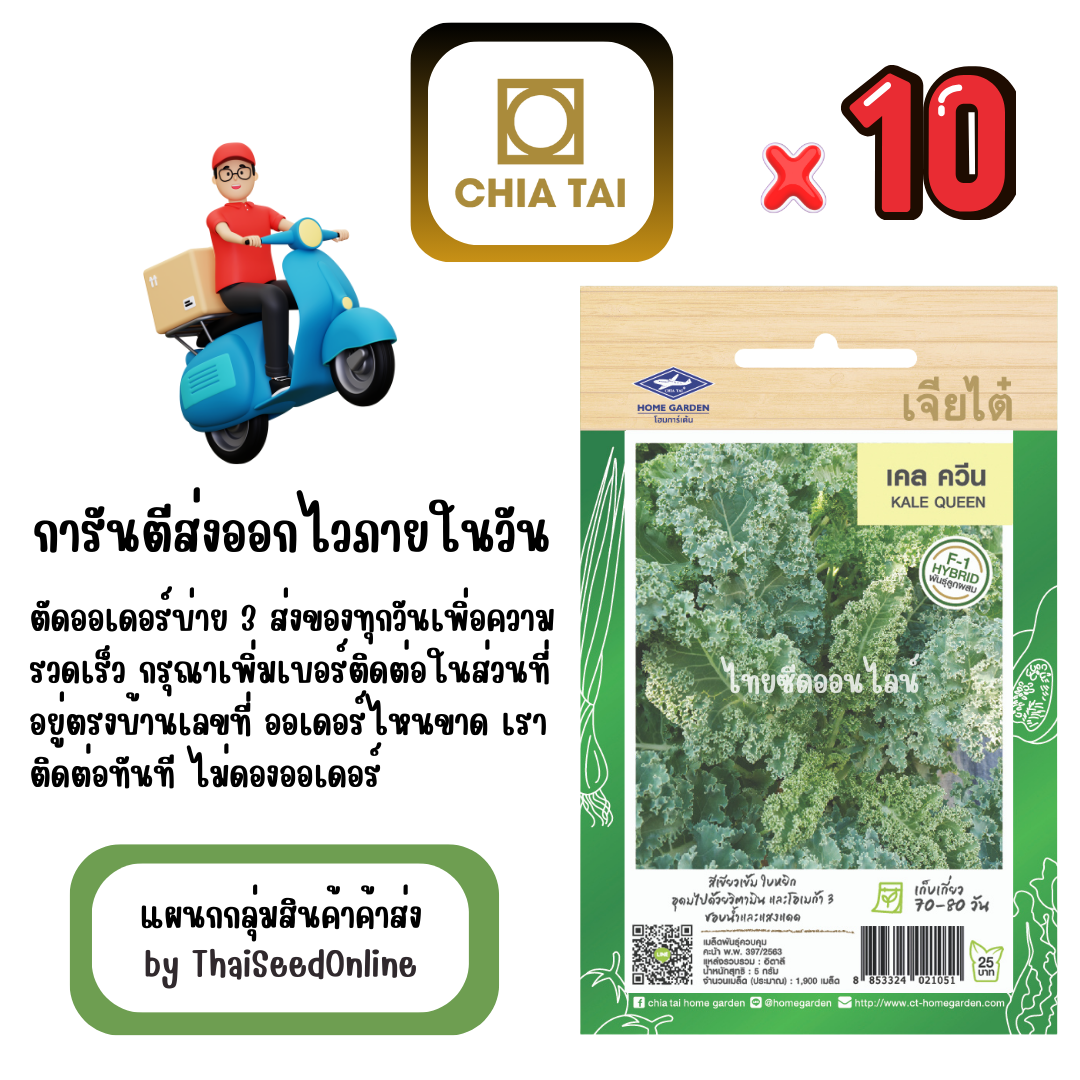 CTF1 x 10 เมล็ดผักซองเจียไต๋ คะน้า เคลใบหยิก เคลควีน สินค้ายกแพ็ค