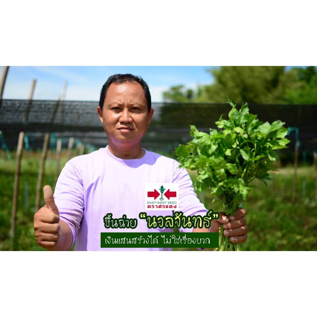 Sorndang(ศรแดง) EWCOM เมล็ดพันธุ์ คื่นช่าย นวลจันทร์ 50กรัม ตราศรแดง Celery