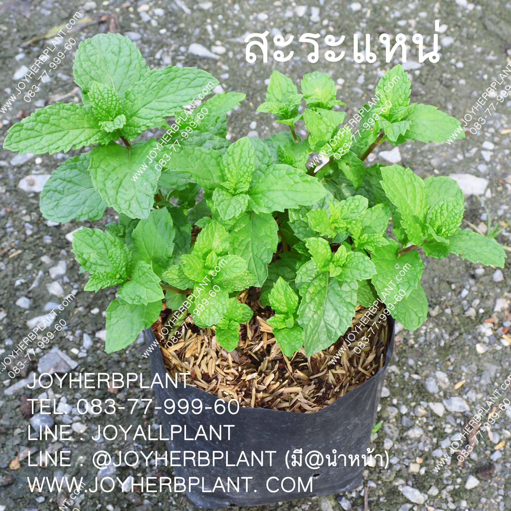 สะระแหน่ ชุด 10 ต้น
