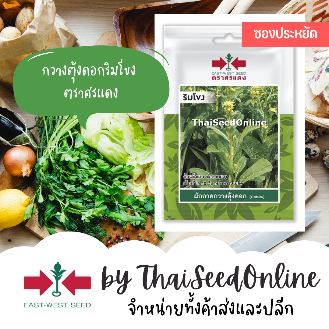 ศรแดง VP3 ซฟ เมล็ดพันธุ์ ผักกาดกวางตุ้งดอก ริมโขง 3000เมล็ด ตราศรแดง กวางตุ้งดอก กระจ้อนดอก Pakchoy Edible Rape
