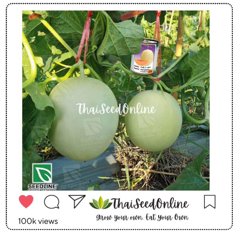 Seed Line(ซีดไลน์) SLCOM เมล็ดพันธุ์ แคนตาลูป ทีเลดี้โกลด์ 20กรัม ตราซีดไลน์ Cantaloupe T-Lady Gold
