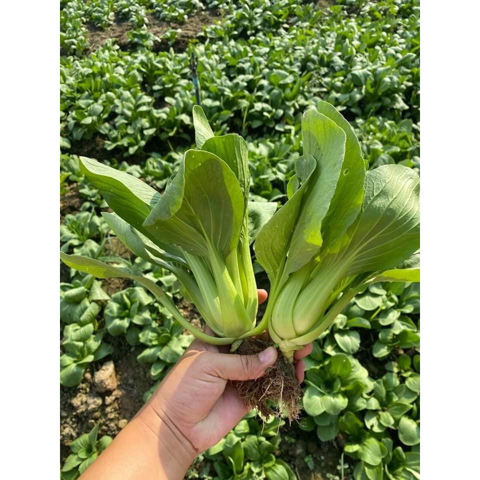 AGA Horti Pro(เอกะฮอร์ติโปร) ซฟ กวางตุ้งฮ่องเต้ ขุนด่าน ตรากบดำกบแดง Pak Choy
