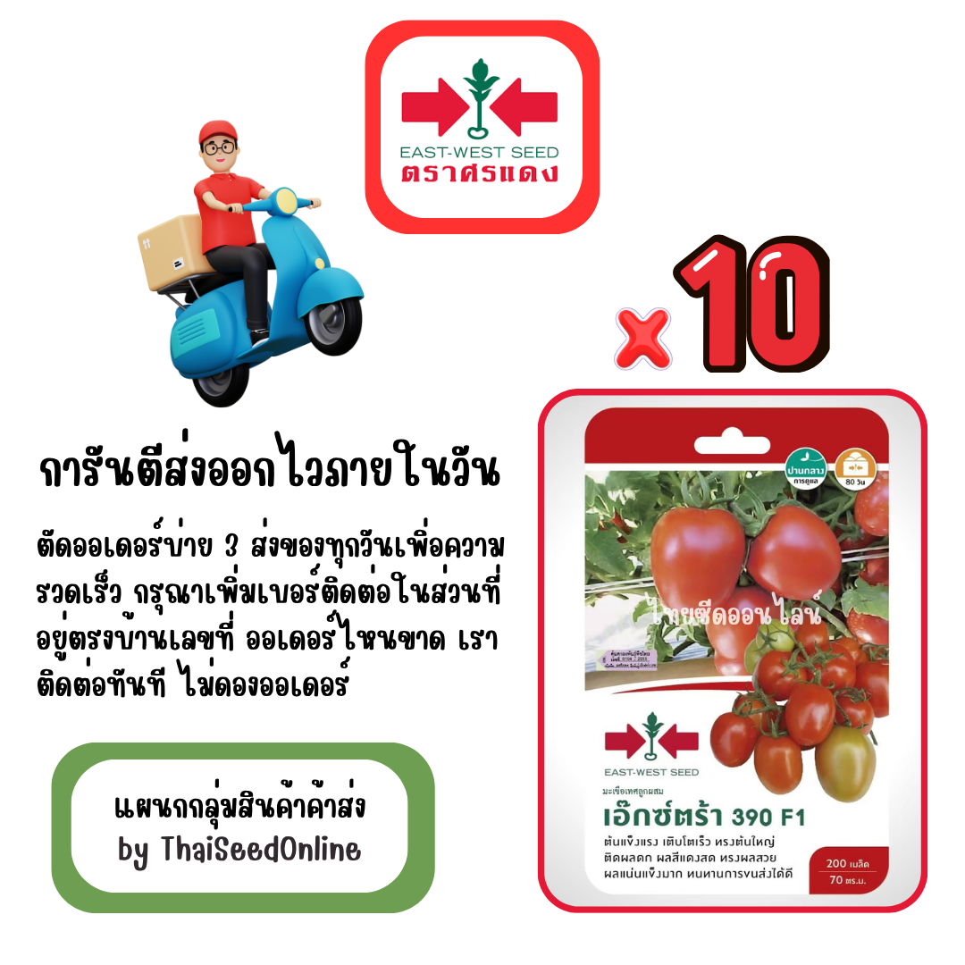 GGx10 เมล็ดผักซองศรแดง เอ็กซ์ตร้า 390 มะเขือเทศ ลูกท้อ สินค้ายกแพ็ค
