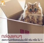 กล่องแคบๆลดความเครียดให้ท่านเหมียวได้จริงหรือ?