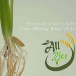 "ข้าวกอใหญ่...เกิดจากเมล็ดข้าวเล็กๆ