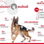 ส่วนไหนน๊าาา เกาให้คุณโฮ่งแล้วฟินสุดๆ?