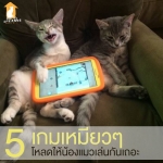 แนะนำเกมสำหรับท่ามเหมี่ยว มาโหลดให้ตัวโปรดของคุณไว้เล่นกันเถอะ