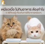 ท่านเหมียวเบื่อไม่กินข้าว ควรทำอย่างไร?