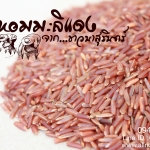 ข้าวหอมมะลิแดง