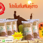 พันธุ์หอมมะลิ105 ซื้อ 23 กก. แถม 2 กก.