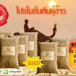 พันธุ์หอมมะลิแดง ซื้อ 20 กก. แถม 2 กก.