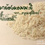 ข้าวกล้องหอมมะลิใหม่จากท้องนา...จังหวัดสุรินทร์