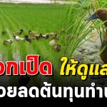ภูมิปัญญาชาวบ้าน ให้เป็ดดูแลข้าว วิธีทำนาแบบลดต้นทุน