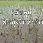 วิธีปลูกผักบุ้งในนาข้าว