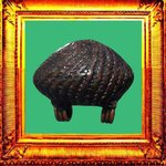 เบี้ยแก้หลวงปู่เพิ่มวัดกลางบางแก้ว