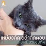 9 วิธีหยุดนิสัย ท่านเหมียวช่างกัด