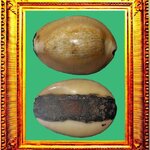 เบี้ยแก้หลวงพ่อคำวัดโพธิ์ปล้ำ