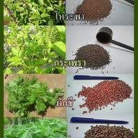 เมล็ดผักกาดเขียว