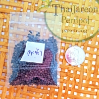 เมล็ดพันธุ์คะน้า