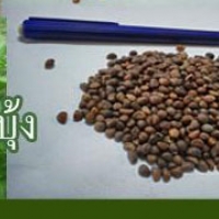 เมล็ดพันธุ์ผักบุ้ง