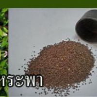 เมล็ดพันธุ์โหระพา