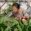 ตาข่ายปลูกแตง ตาข่ายปลูกไม้เลื้อย