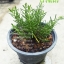 ต้นโรสแมรี่ Rosemary (ทรงพุ่มตรง)