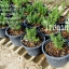 ต้นโรสแมรี่ Rosemary (ทรงพุ่มตรง)