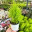 สนเลม่อน Lemon Cypress พุ่ม 20 ซม.